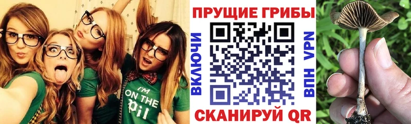 Псилоцибиновые грибы Psilocybine cubensis  где купить наркоту  Щёлково 